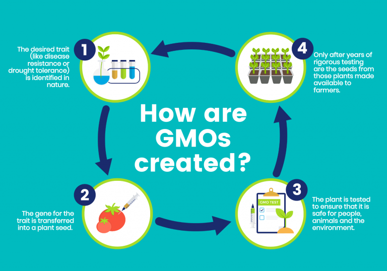 GMO infographic