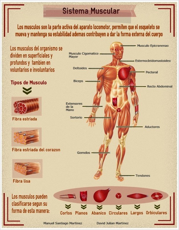 InfographicBody
