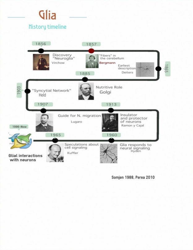 timeline infographic example