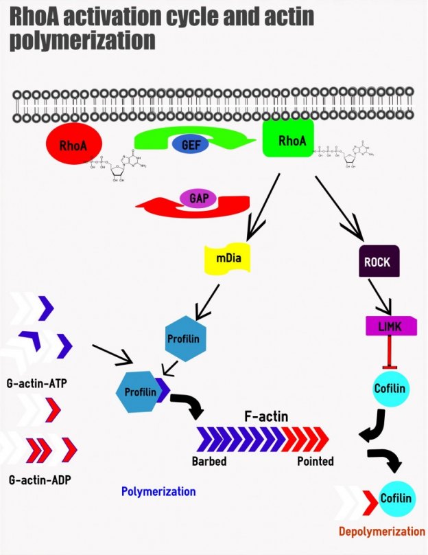 Cell signaling infographic