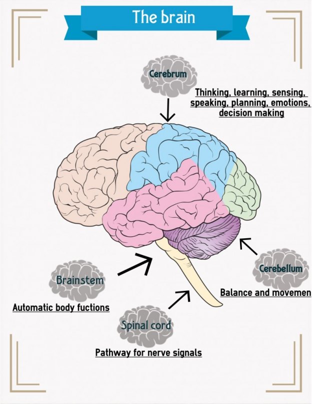 Brain infographic