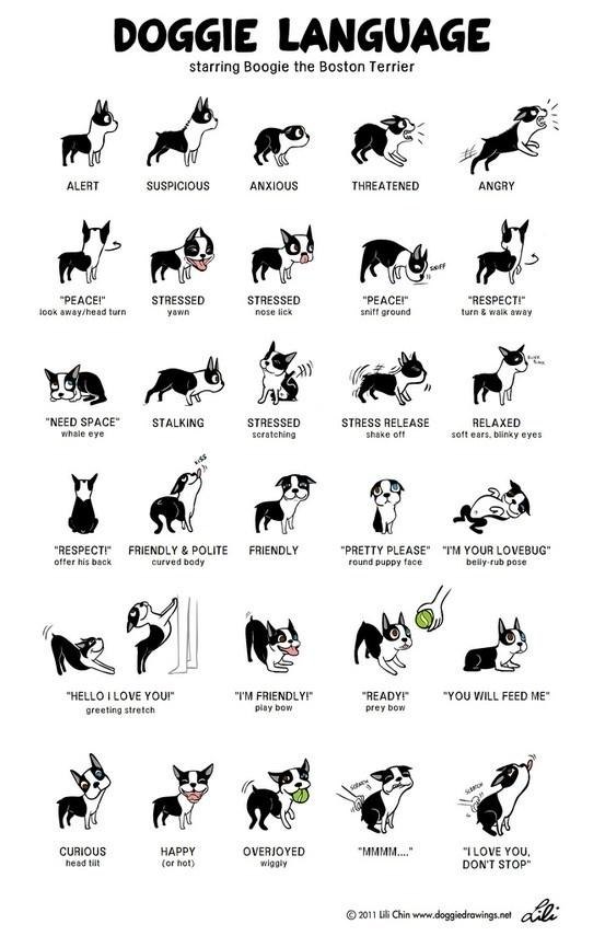 Doggie language infographic