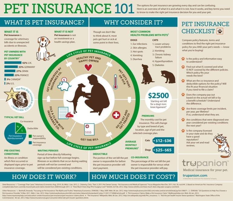 pet insurance infographic