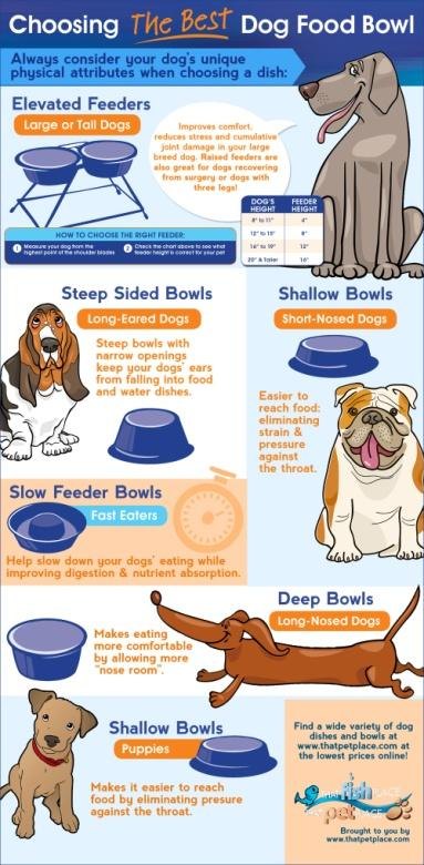 Choosing the best dog food bowl infographic