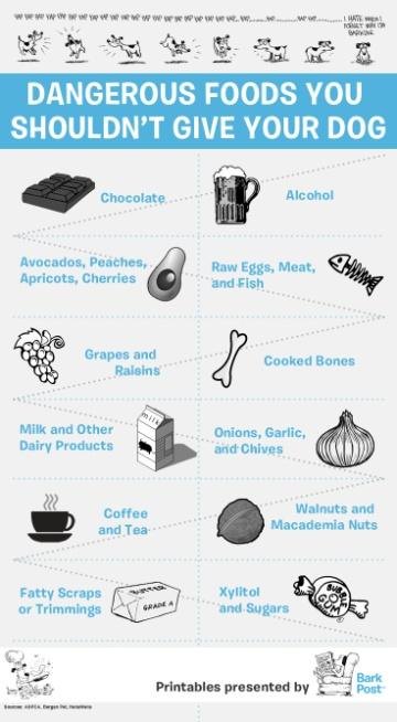 Dangerous dog food infographic