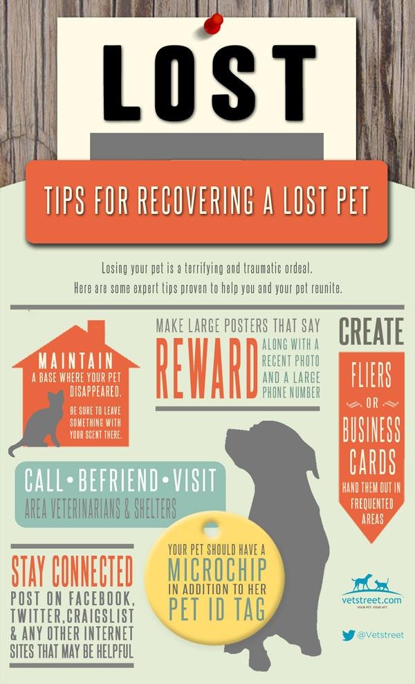 Lost pet infographic