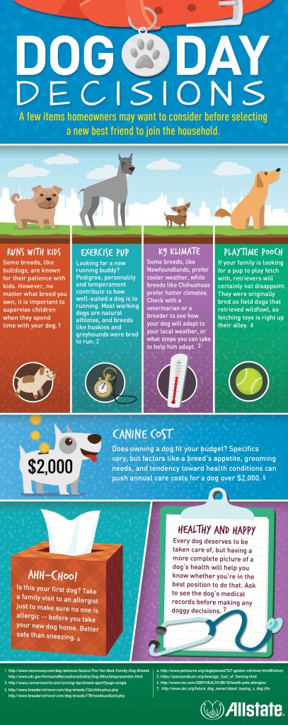 Dog day decisions infographic