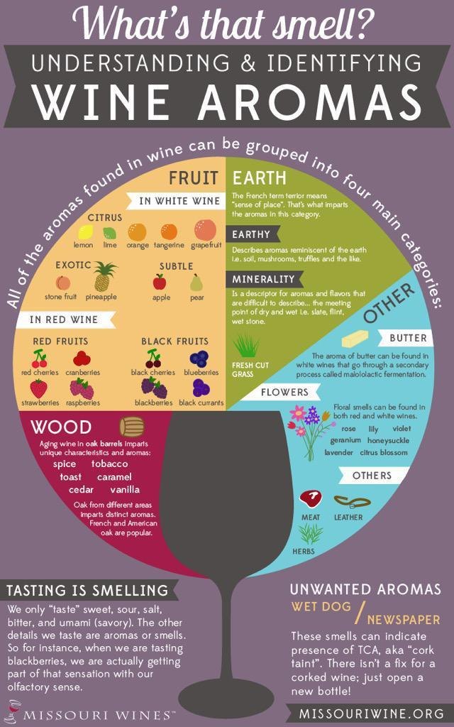Understanding wine aromas infographic