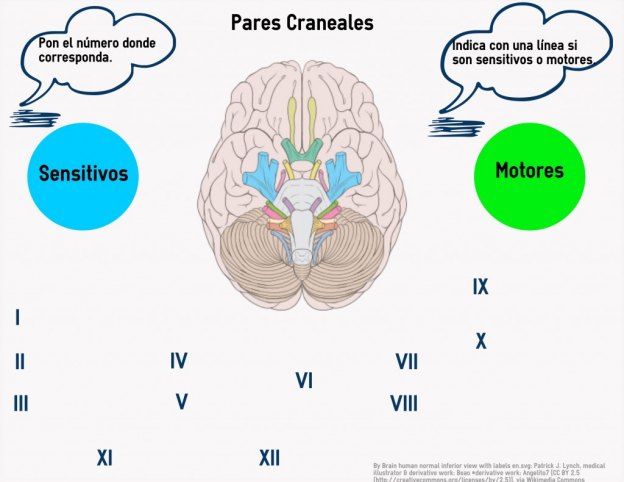 Brain Awareness Week infographic