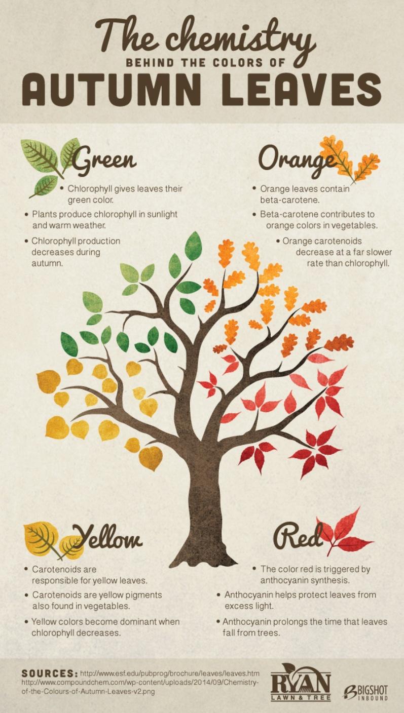 science infographic templates