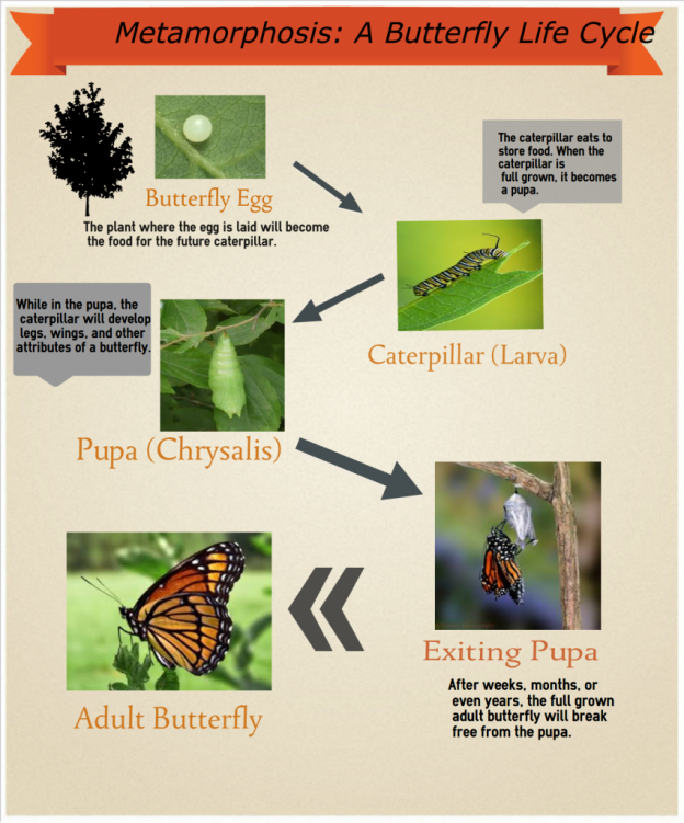 Butterfly life cycle infographic