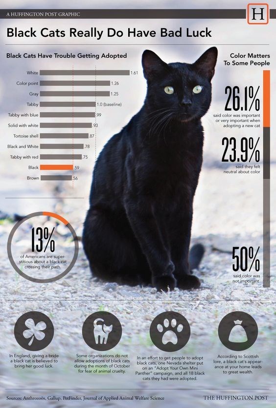 Adopt a shop black cat