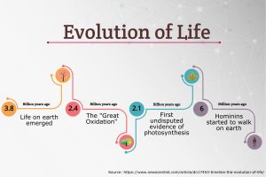 timeline of the evolution of life infographic