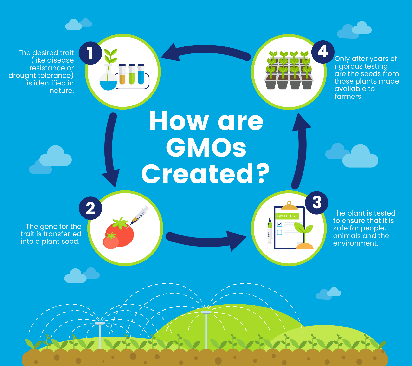 GMO creation infographic template