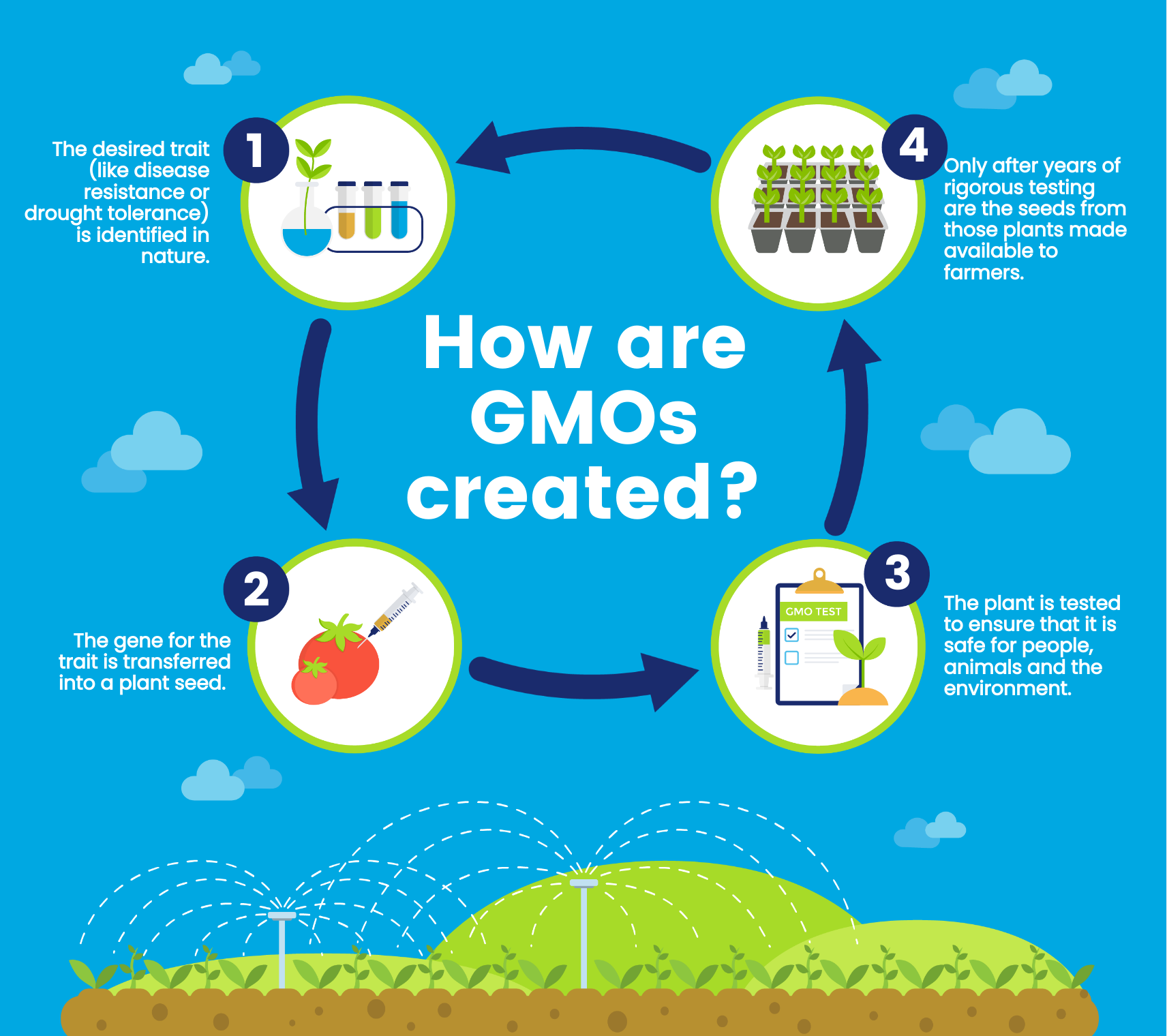 An infographic about how GMOs are created