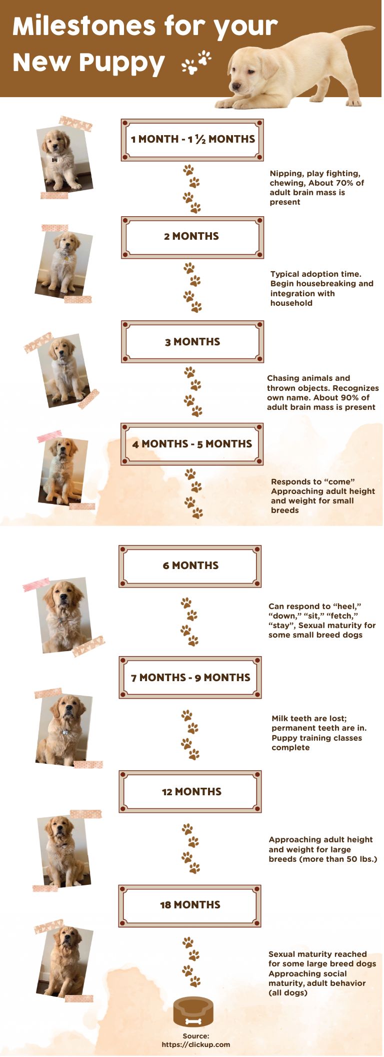 Puppy Development Milestones Infographic Template